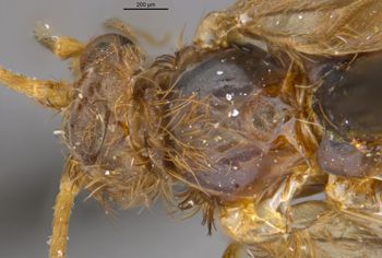 Media type: image;   Entomology 10909 Aspect: head dorsal view